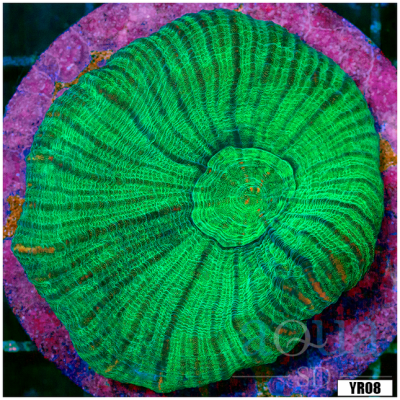 Pectinia Colony