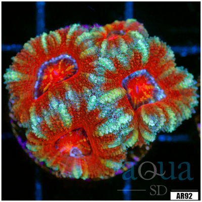 Acan Lord Frag