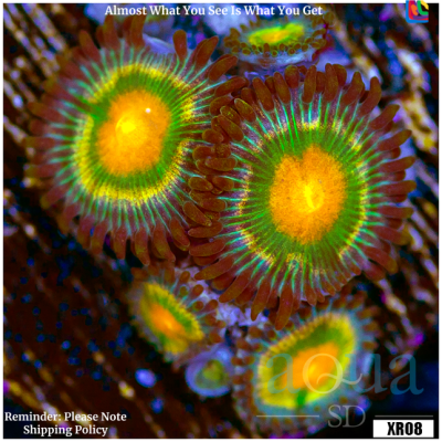 Monopoly Zoanthids