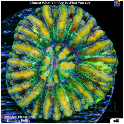 Button Scolymia