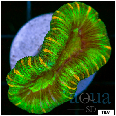 Aussie Trachyphyllia
