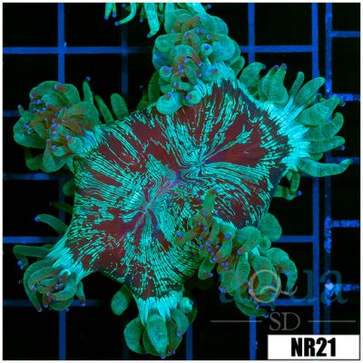 Purple Tipped Aussie Elegance Coral