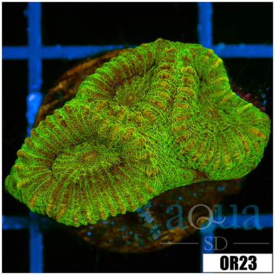 Neon Glare Favia