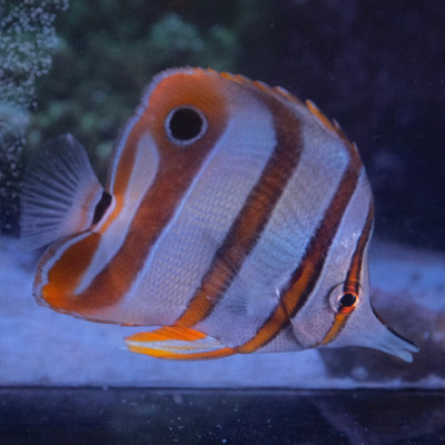 Copperband Butterflyfish (Chelmon rostratus)