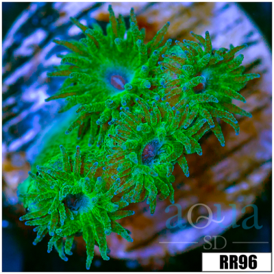 Kryptonite Turbinaria Frag
