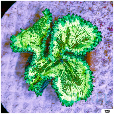 Aussie Elegance Coral