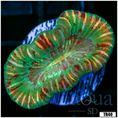 Aussie Trachyphyllia