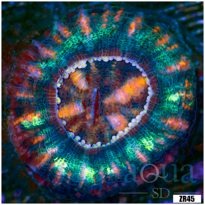 Button Scolymia