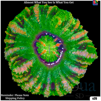 Button Scolymia
