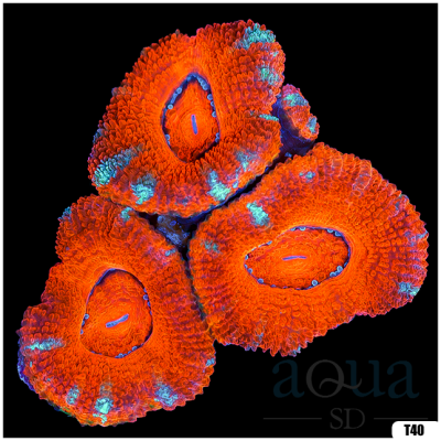 Aussie Acan Lord Frag