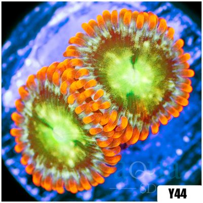 ASD Omega Flames Zoanthids