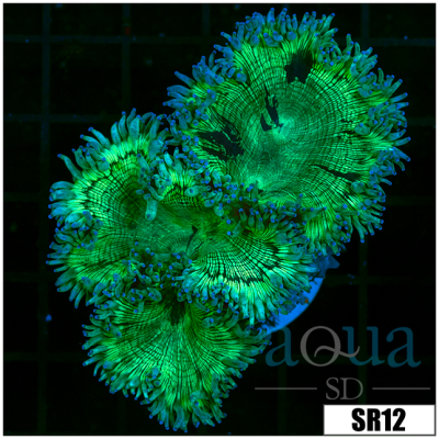 Purple Tipped Aussie Elegance Coral