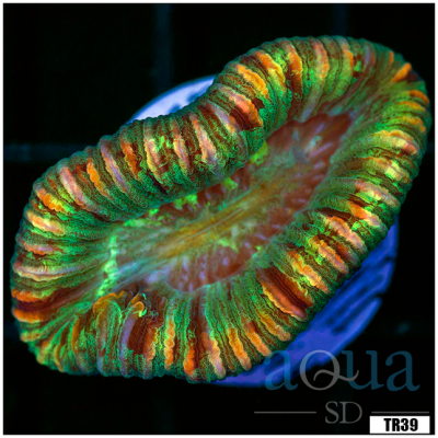 Aussie Trachyphyllia