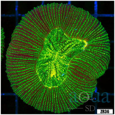 Cairns Toxic Trachyphyllia
