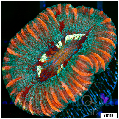 West Aussie Super Hardy Trachyphyllia