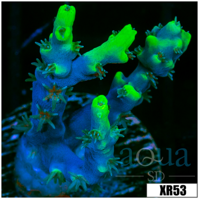 Candlelight Tort Acropora