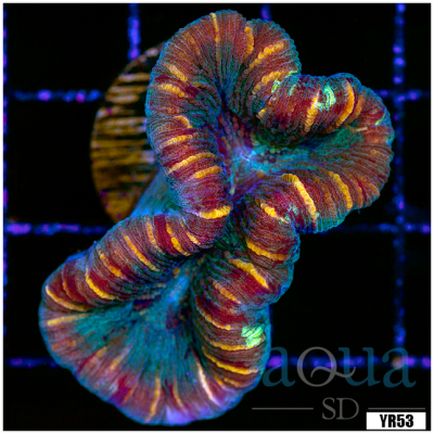 West Aussie Super Hardy Trachyphyllia