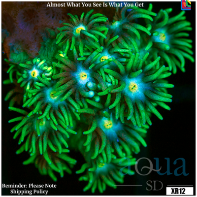 Green Flare Goniopora