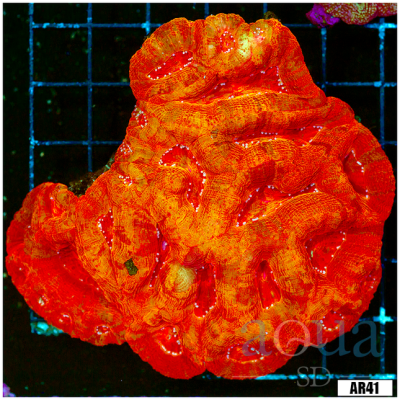 Acan Bowerbanki Colony