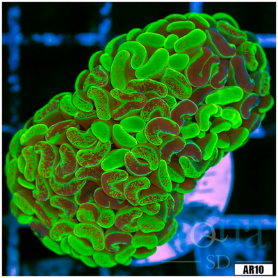 Nuclear hammer Coral