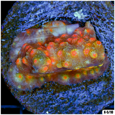 Indo Cultured Cyphastrea