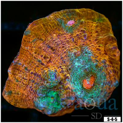 Rainbow Gold Chalice Frag