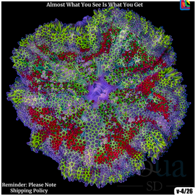 Ultra Maxi Mini Carpet Anemone