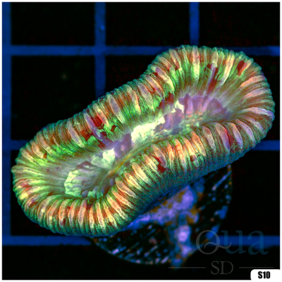 Aussie Trachyphyllia