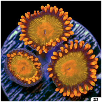 Solar Zoanthids
