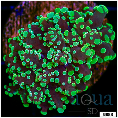 Monsoon Aquacultured Octospawn