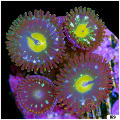 Tribal Zoanthids