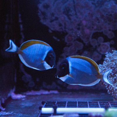 Powder Blue Tang (Acanthurus leucosternon)