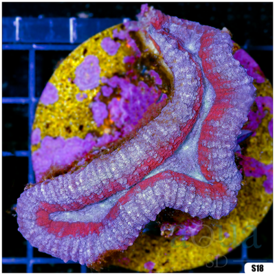 Aussie Ultra Lobophyllia