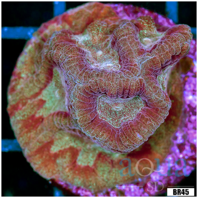 Aussie Platygyra Maze Frag
