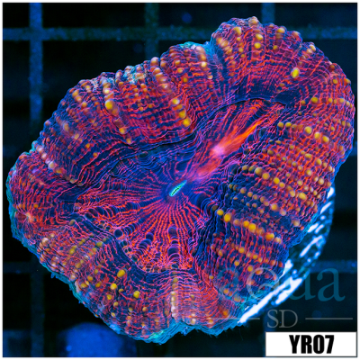 Molten Lava Lobophyllia