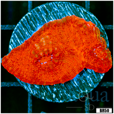 Lava Chalice
