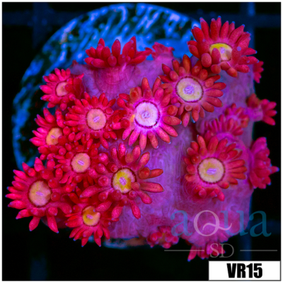Red Goni Frag