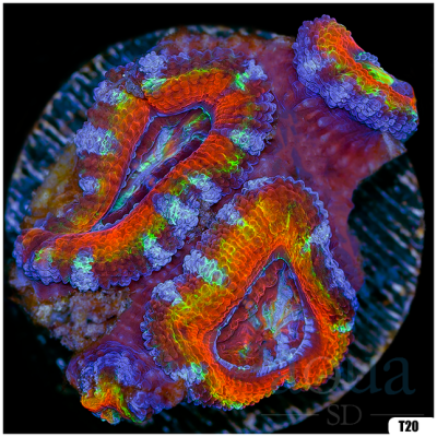 Rainbow Eye Acan Lord Frag