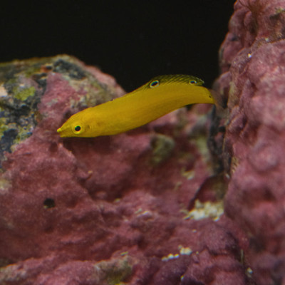 Yellow Coris Wrasse (Halichoeres chrysus)