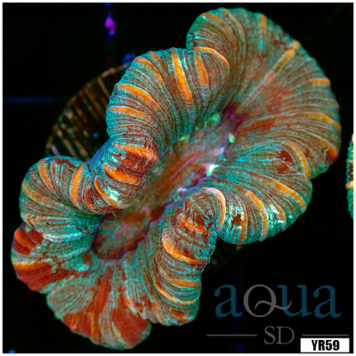 West Aussie Super Hardy Trachyphyllia