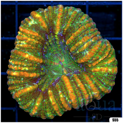 Aussie Lobophyllia (Egg Crate Behind is 3 Squares = 2'')