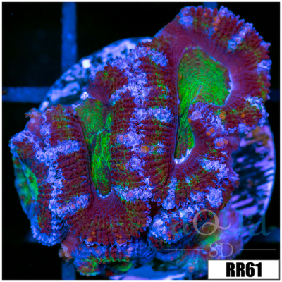 UFO Acan Lord