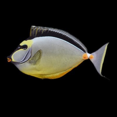 Naso Tang - Naso lituratus