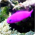 Purple Dottyback