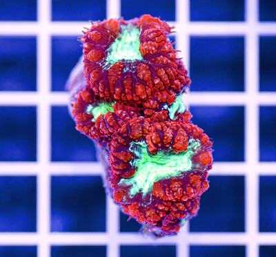 Australian Premium Blastomussa