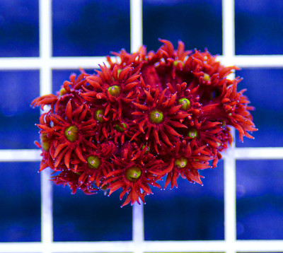 Indonesian Premium Firefly Goniopora