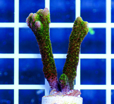 AAF Aquacultured Premium Green Montipora