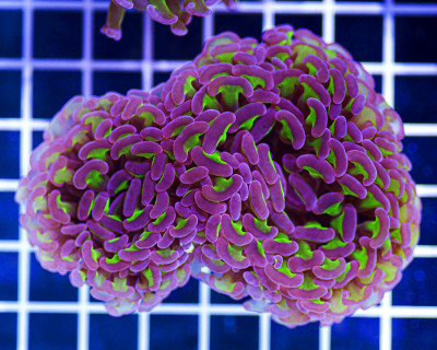 Australian Centerpiece Neon and Purple Hammer Euphyllia