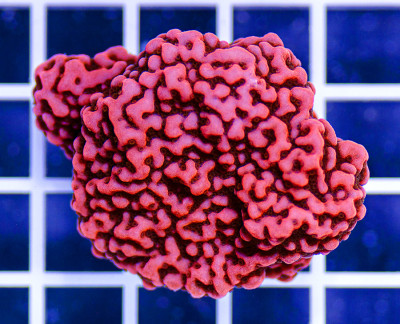 AAF Aquacultured Premium Red Montipora undata