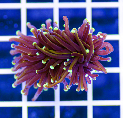 Indonesian Premium Dragon's Soul Torch Euphyllia (2 Heads)